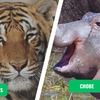 Sundarbans vs. Chobe National Park