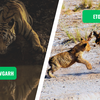 Bandhavgarh vs. Etosha