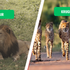 Gir National Park vs. Kruger National Park