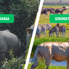 Kaziranga vs. Serengeti
