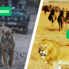 Ranthambore vs. Masai Mara