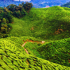 Cameron Highlands, Malaysia