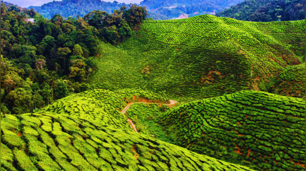Cameron Highlands, Malaysia