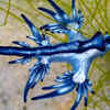 Blue Dragon Sea Slug