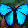 Blue Morpho Butterfly 