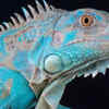 Blue Iguana