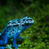 Blue Poison Dart Frog