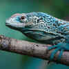 Blue Tree Monitor