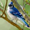 Blue Jay