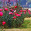 National Rose Garden