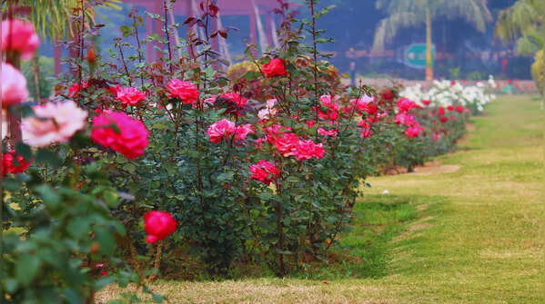 National Rose Garden