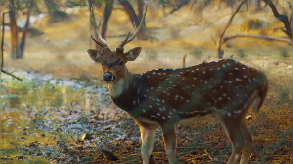 Deer Park