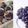 Concord Grapes (USA)