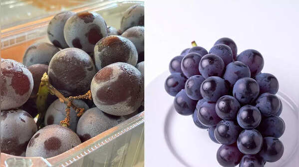 Concord Grapes (USA)
