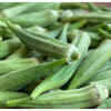 Okra