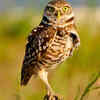 Burrowing Owl