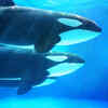 Killer Whale (Orca)