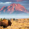 Bison