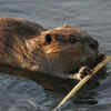 Beaver