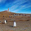 Punta Arenas and Isla Magdalena, Chile