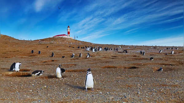 Punta Arenas and Isla Magdalena, Chile