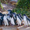 Phillip Island, Victoria, Australia