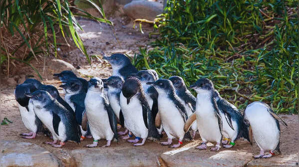 Phillip Island, Victoria, Australia