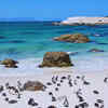 Article image for: Boulders Beach, Simon's Town, South Africa