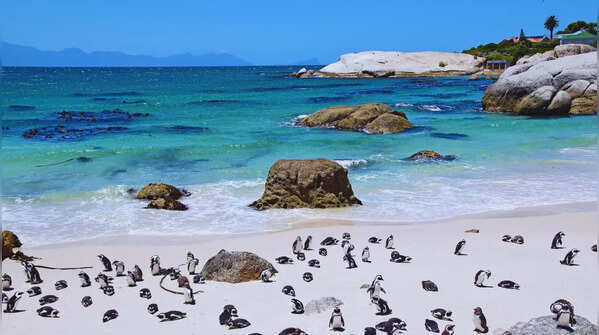 Boulders Beach, Simon's Town, South Africa