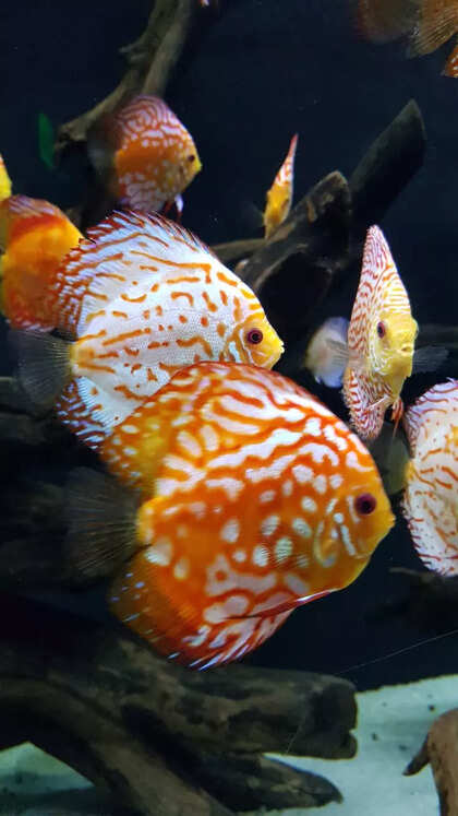10 most beautiful freshwater aquarium fish only expert aquarists should keep