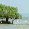 Coringa Wildlife Sanctuary, Andhra Pradesh
