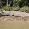 Bhitarkanika National Park, Odisha