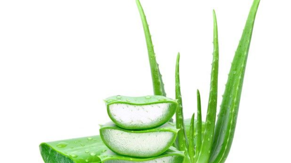 Aloe vera