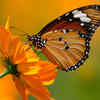 Orange Oakleaf Butterfly