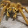 Orange Baboon Tarantula