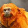 Golden Lion Tamarin