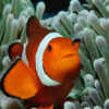 Clownfish