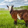 Size depends on the breed– not all goats are big