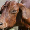 Goats are born with teeth– but not all of them