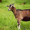 Goats don’t actually eat everything