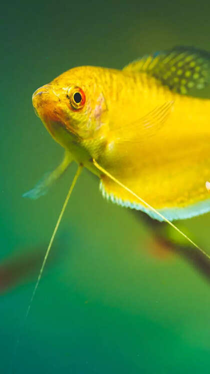 Three spot gourami care guide: 10 things to know before adding this fish to your aquarium