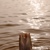 Symbol of compassion and divine presence