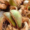 Coconut husk and vinegar 