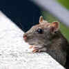 Whiskers work better than eyes