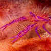 Hairy Squat Lobster
