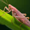 Pink Katydid
