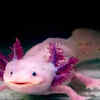 Axolotl