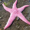 Pink Sea Star