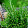 Rosemary oil