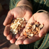 Argan oil 